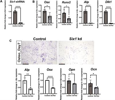 Ectomesenchymal Six1 controls mandibular skeleton formation